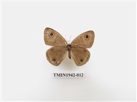 藏品(密紋波眼蝶)的圖片